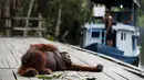 Seekor orang utan betina bermalas-malasan ketika rombongan wisatawan tiba di Taman Nasional Tanjung Puting, Kalimantan Tengah, pada Selasa (16/6/2015). (REUTERS/Darren Whiteside)
