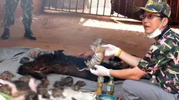Petugas memegang salah satu bangkai anak Harimau yang ditemukan dari kuil harimau, Bangkok , Thailand, (1/6/2016). Kuil yang terletak Provinsi Kanchanaburi di wilayah barat Bangkok tersebut merupakan sebuah tujuan wisata. (Daily News/via REUTERS)