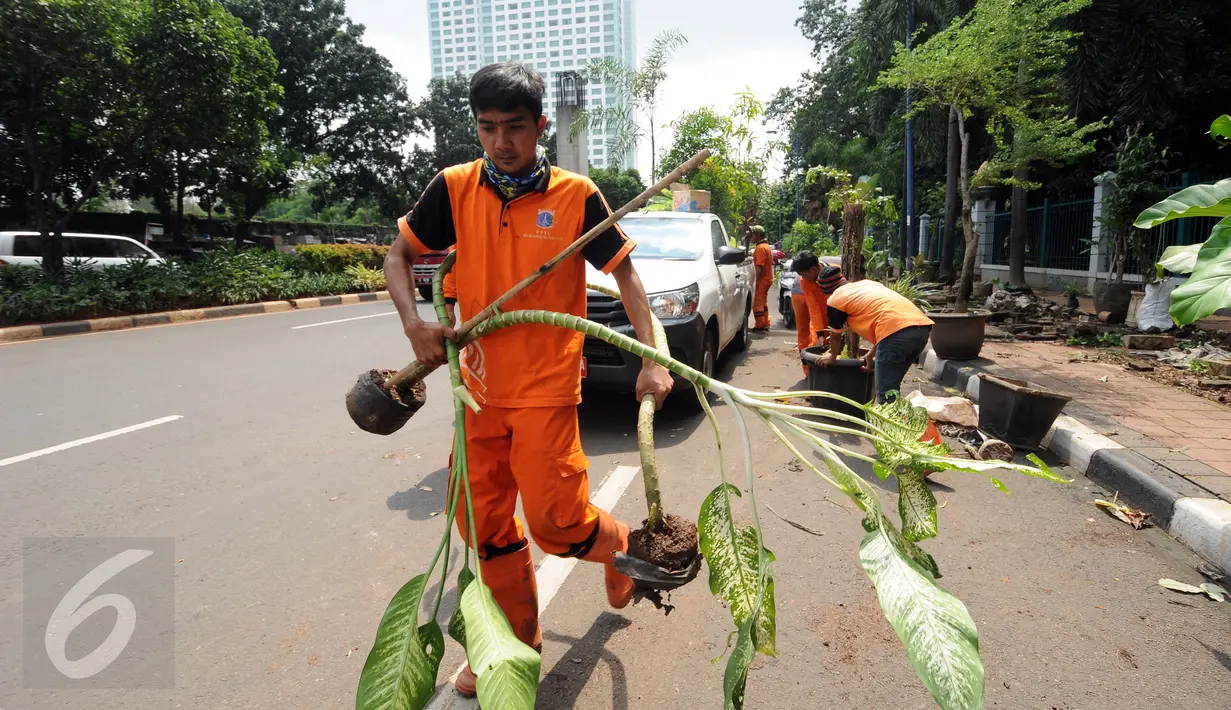 Petugas PPSU mengangkut tanaman hias yang diperdagangkan di sepanjang trotoar Jalan Asia Afrika, Jakarta, Selasa (18/5/2016). Penertiban ini terkait revitalisasi trotoar dan persiapan menyambut Asian Games 2018 mendatang. (Liputan6.com/Helmi Fithriansyah)