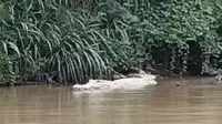 Penampakan Buaya Putih Gegerkan Lampung, Juru Kunci Makam Jadi Saksi