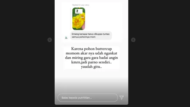 Badai Angin, Rumah Putri Titian Nyaris Tertimpa Pohon Kesayangan. (instagram.com/putrititian)