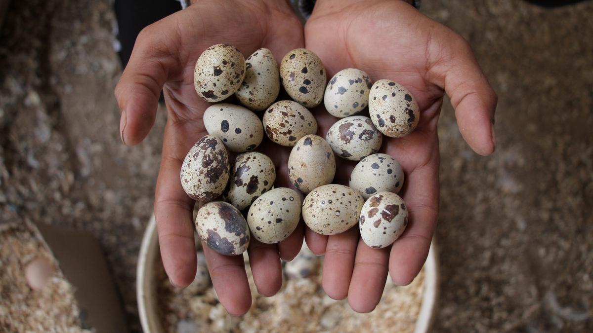 9 Usaha Ternak yang Punya Pasar Luas dan Permintaan Stabil, Beri Keuntungan Berkelanjutan