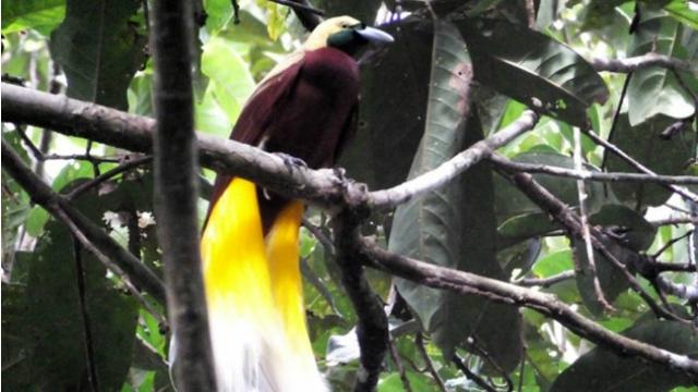 580 Koleksi Gambar Burung Cendrawasih Papua Terbaru