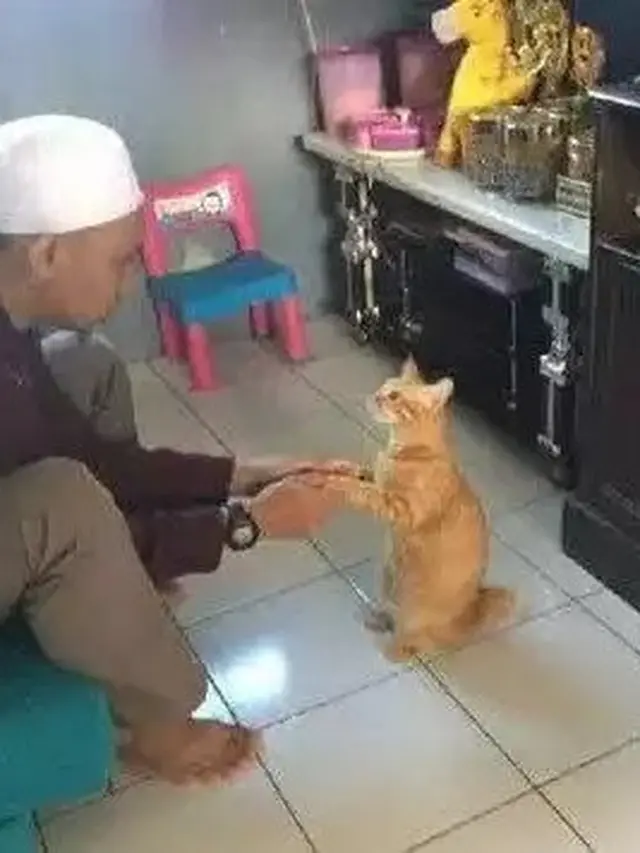 Kucing ikut Lebaran