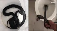 Ular ditemukan dalam toilet. (Sumber: Facebook Screengrab / Twitter @AP)