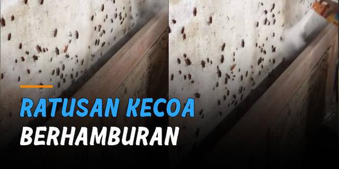 VIDEO: Geli, Ratusan Kecoa Berhamburan dari Persembunyian Usai Disemprot