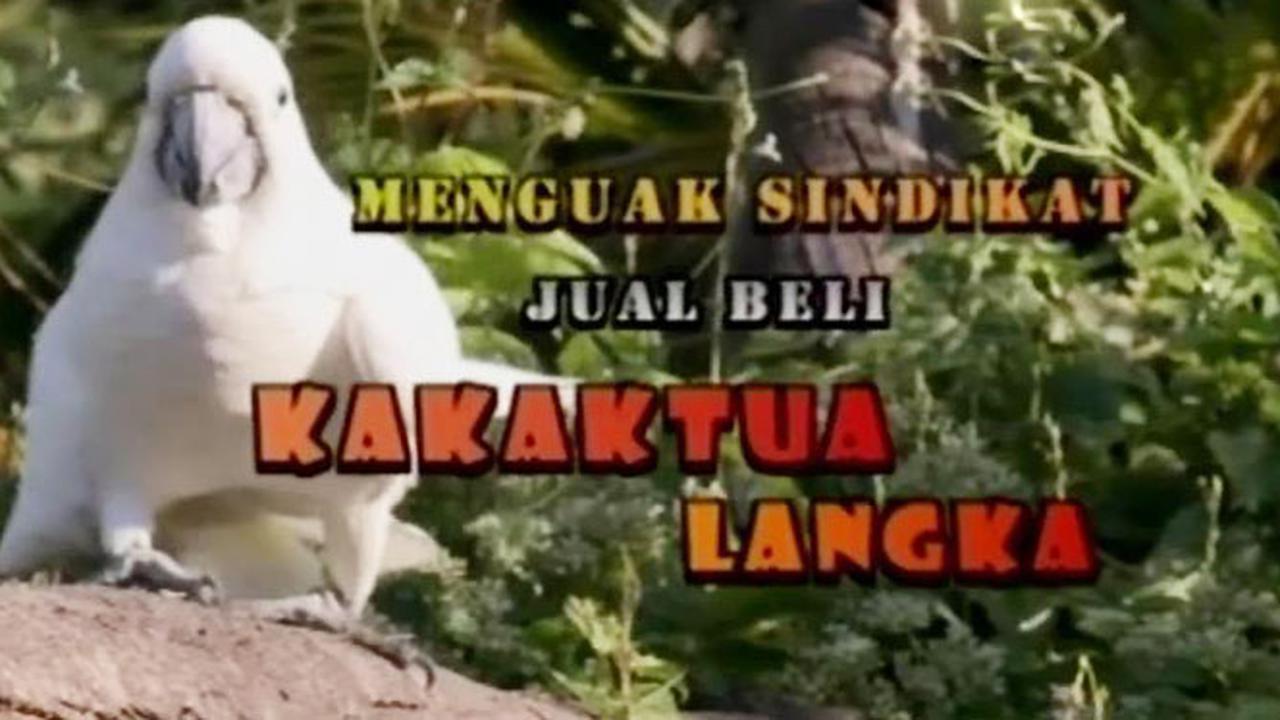 20150802-Sigi Investigasi-Kakatua Langka