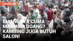 Unik! Salon Kambing Dibuka Jelang Idul Adha