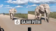 Gajah tersebut menyita perhatian pengunjung yang sedang melintas.