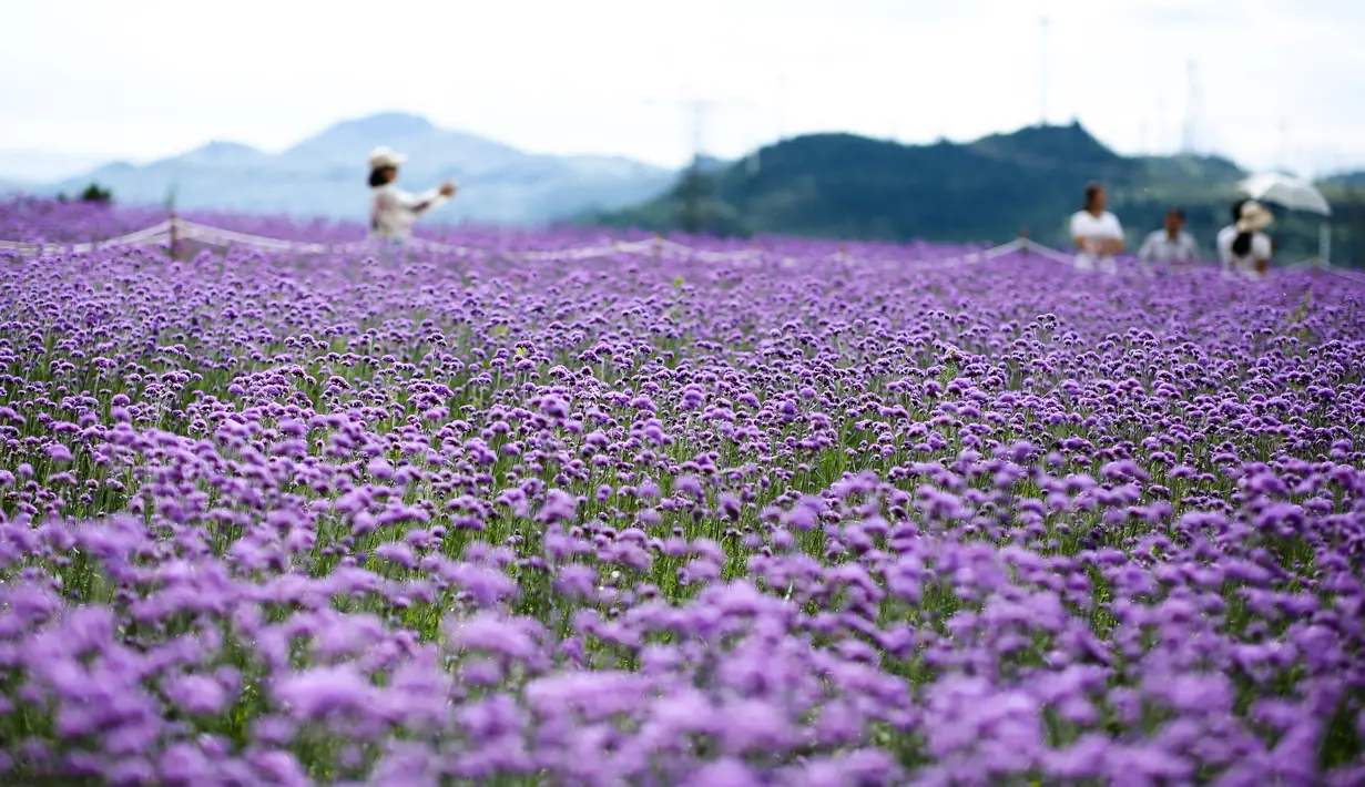 Para wisatawan menikmati pemandangan padang verbena yang terletak di Gaopo, Guiyang, Ibu Kota Provinsi Guizhou, China, 14 Agustus 2020. (Xinhua/Zhang Hui)