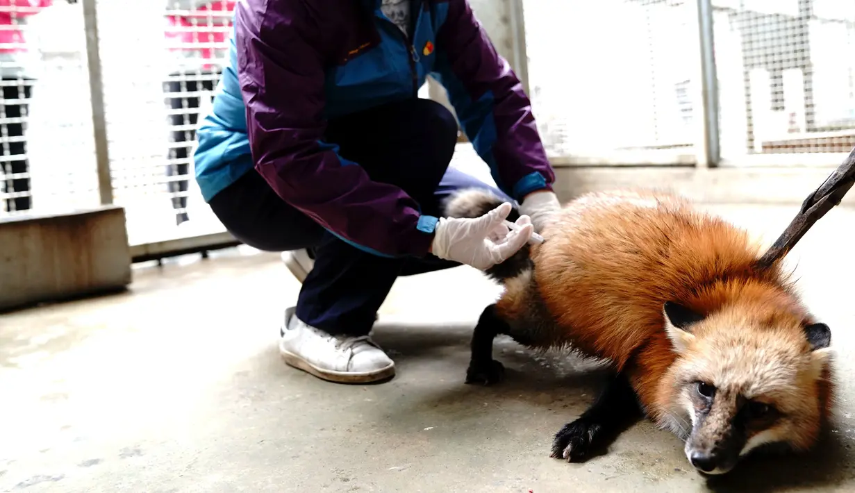 Seekor rubah merah menerima vaksin di Kebun Binatang Shanghai di Shanghai, China timur, pada 8 Desember 2020. Kebun Binatang Shanghai memberikan vaksinasi tahunan kepada semua hewan karnivoranya untuk memastikan kesehatan mereka. (Xinhua/Zhang Jiansong)