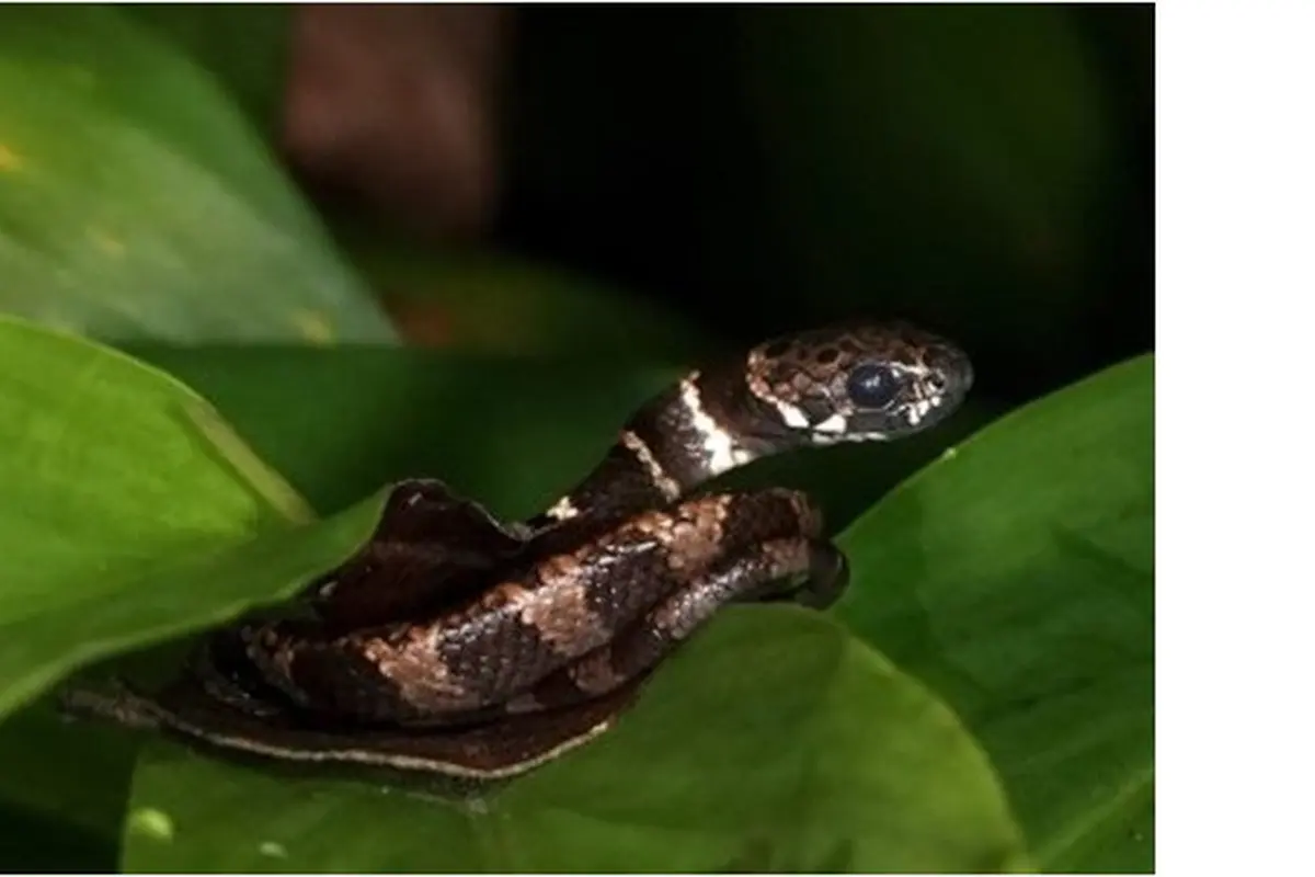 5 Hewan Ini Punya Selera Makan Unik di Alam, Ada Luwak Pemakan Ular Kobra