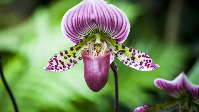Anggrek (sumber: Pixabay).