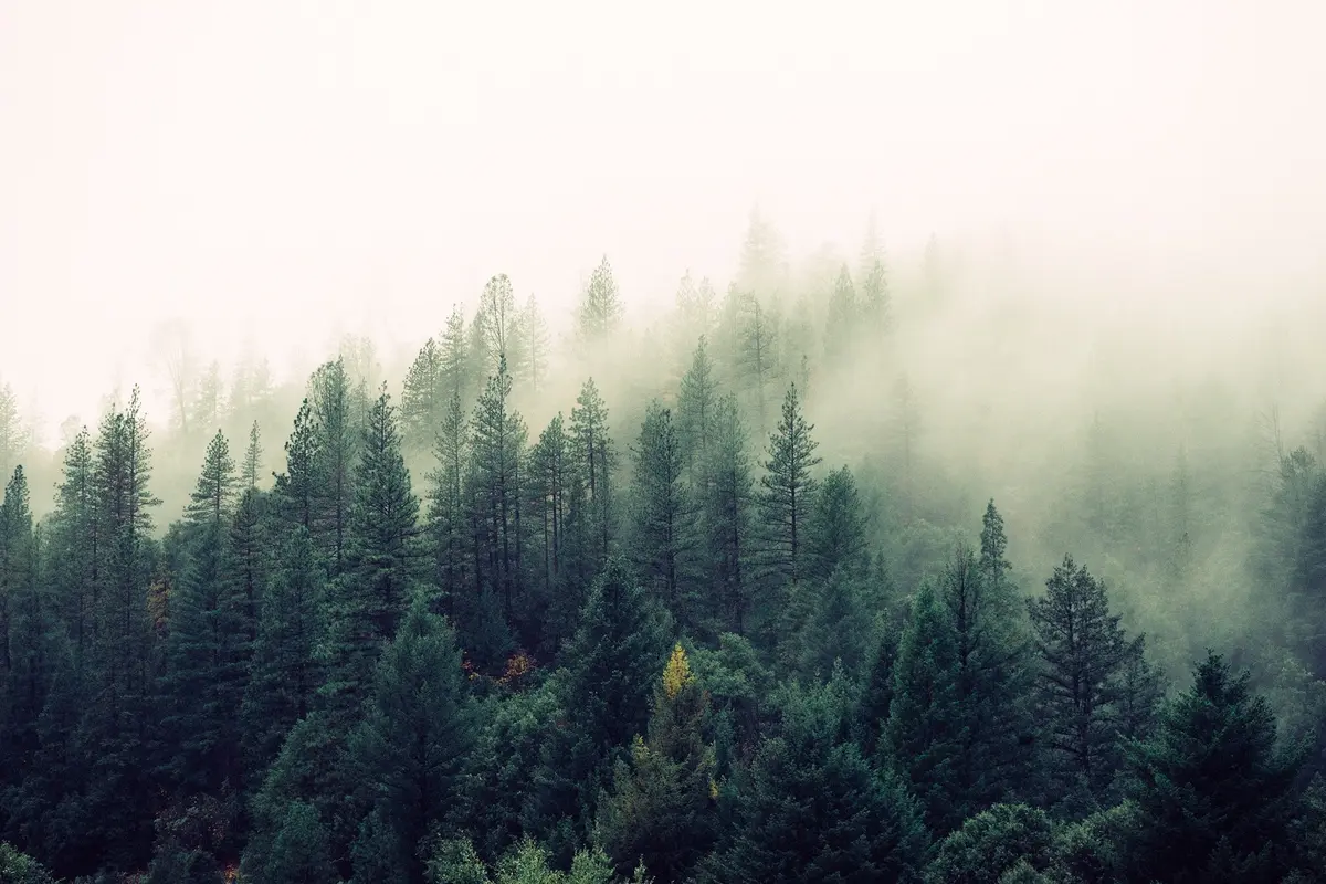 Hutan