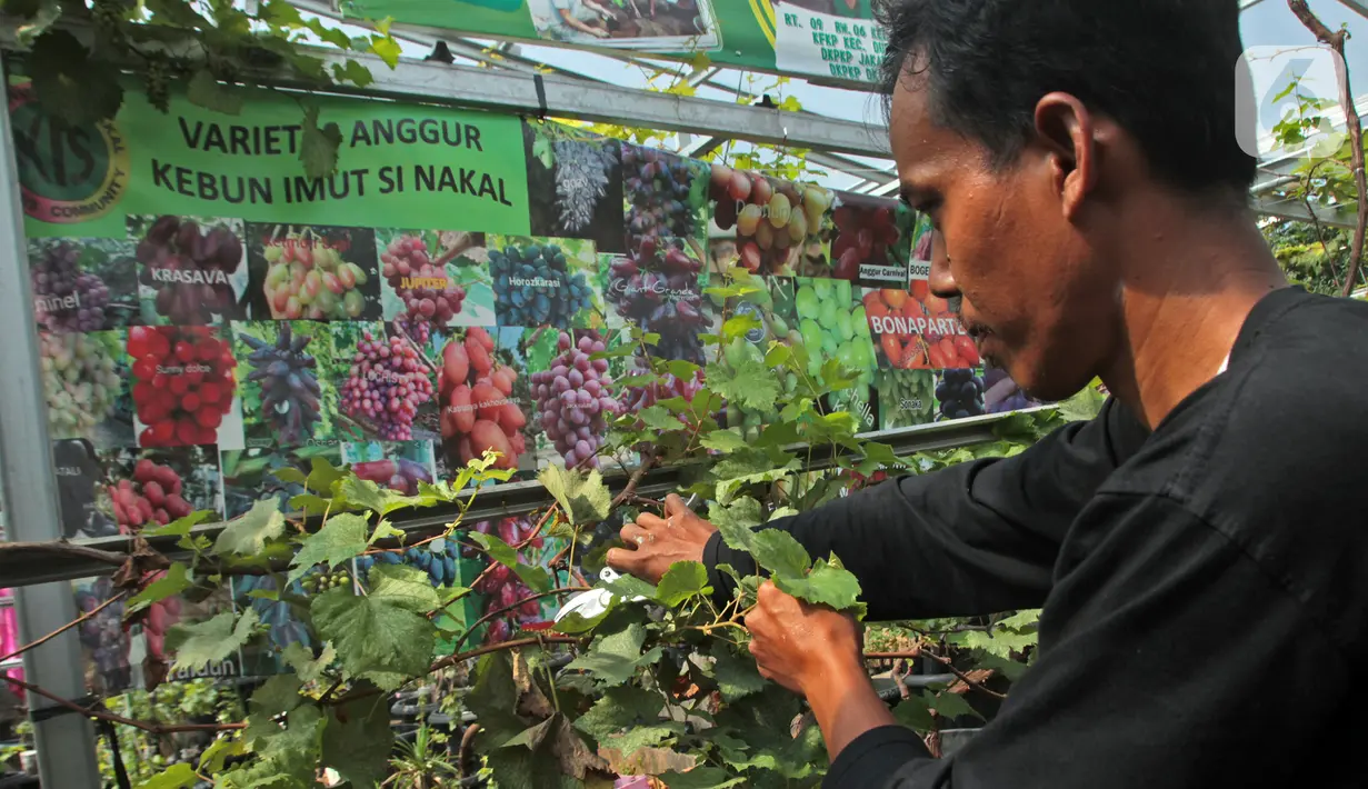 Petani yang tergabung dalam Komunitas Anggur Kebun Imut Sinakal memotong tangkai anggur di Kebun Imut Sinakal, Malakasari, Duren Sawit, Jakarta, Kamis (25/2/2021). Petani menjual berbagai jenis bibit anggur mulai dari Rp 100 ribu - Rp 2 juta. (Liputan6.com/Herman Zakharia)