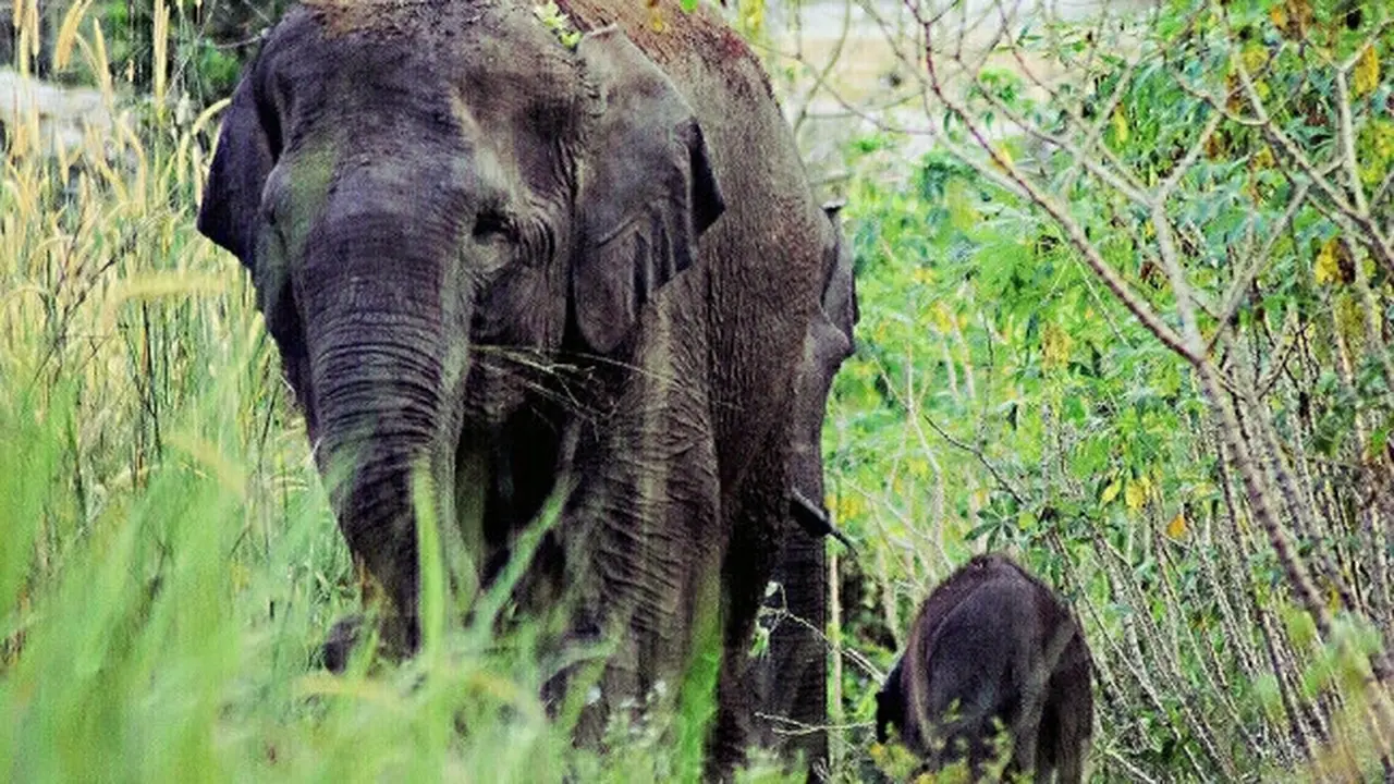 Gajah Sumatera yang pernah terpantau BBKSDA Riau baru melahirkan anaknya.