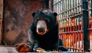Serangan Beringas Beruang Madu Sebabkan Warga Pingsan