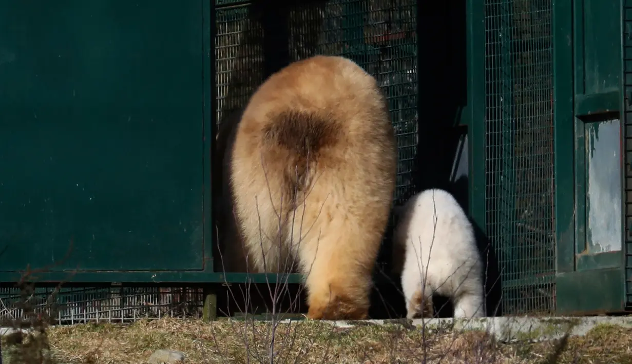 Seekor bayi beruang kutub bersama induknya mengitari kandang mereka di Highland Wildlife Park, Skotlandia, Inggris, Selasa (20/3). Kandang mereka telah dibuka untuk umum dengan harapan menambah jumlah pengunjung. (Andrew Milligan/PA via AP)