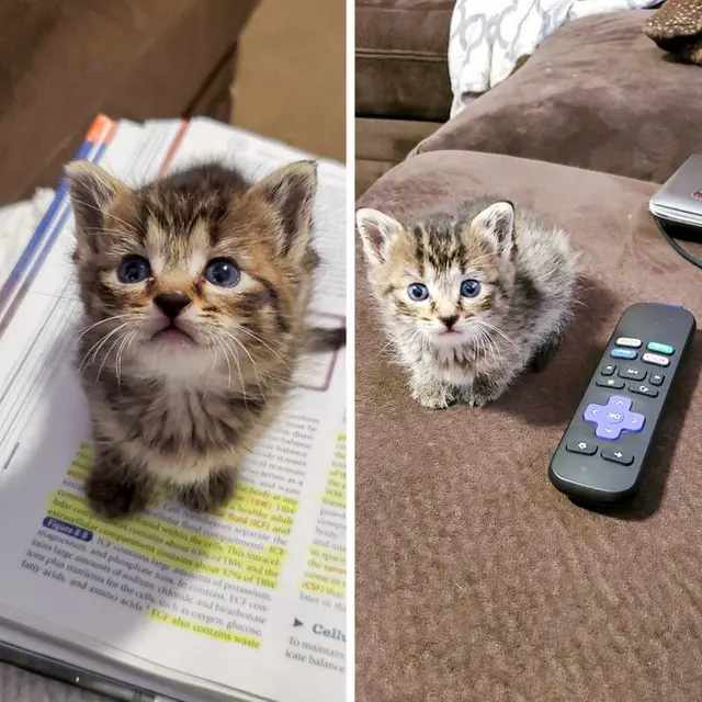 8 Potret Bayi Hewan Ini Gemas Banget, Bikin Ingin Peluk