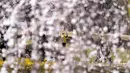 Pengunjung yang mengenakan masker untuk membantu mengekang penyebaran virus corona COVID-19 terlihat melalui bunga sakura saat mereka menjaga jarak sosial di sebuah taman di Goyang, Korea Selatan, Jumat (8/4/2022). (AP Photo/Lee Jin-man)