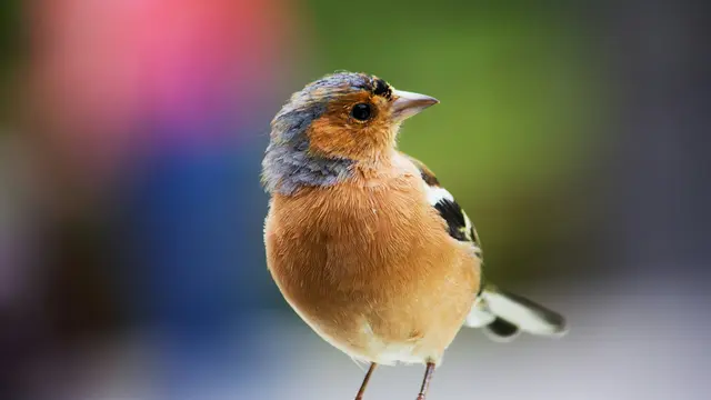 Bintang Baru Wisata Burung