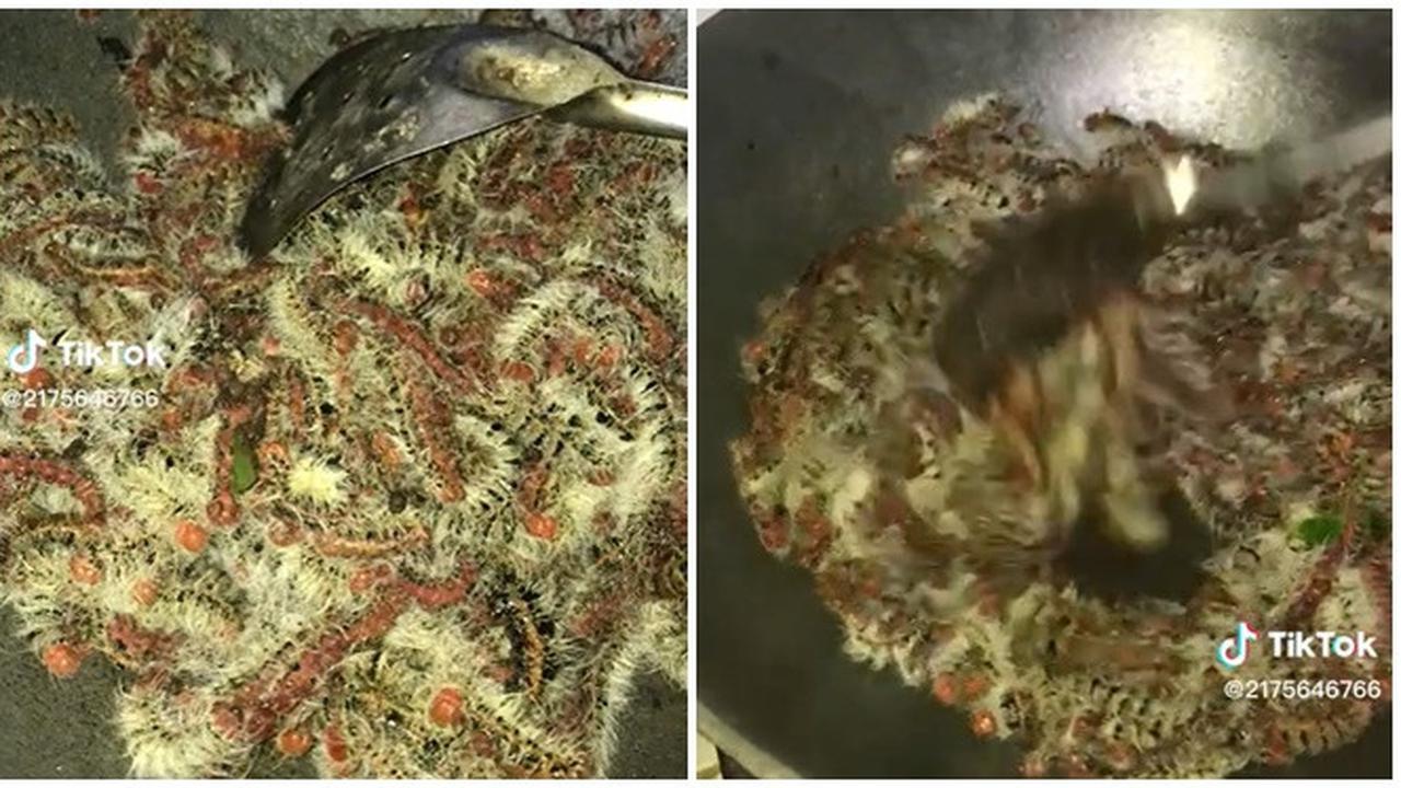 Viral Tumis Ulat Bulu Bikin Netizen Merinding, Nafsu Makan Hilang Seketika