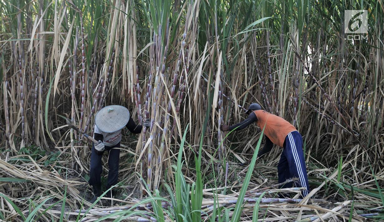 Aktivitas petani tebu di Desa Betet, Pesantren, Kediri, Jatim pada akhir September lalu. Pada tahun 2018, stok gula konsumsi surplus 2,4 juta ton dengan rincian stok sisa akhir tahun 2017 sebesar 1 juta ton. (Merdeka.com/Iqbal S. Nugroho)