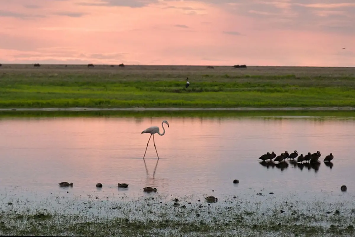 [Bintang] Zambia