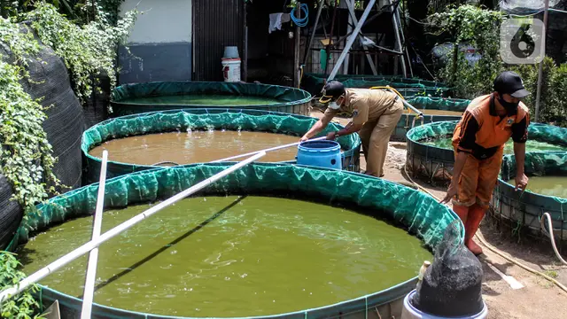 Melihat Budidaya Ikan Menggunakan Sistem Bioflok