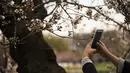 Seorang wanita menggunakan kamera ponsel untuk mengambil gambar dari bunga sakura yang mulai mekar di Tidal Basin, Washington DC, Selasa (22/3). (Jim Watson/AFP)
