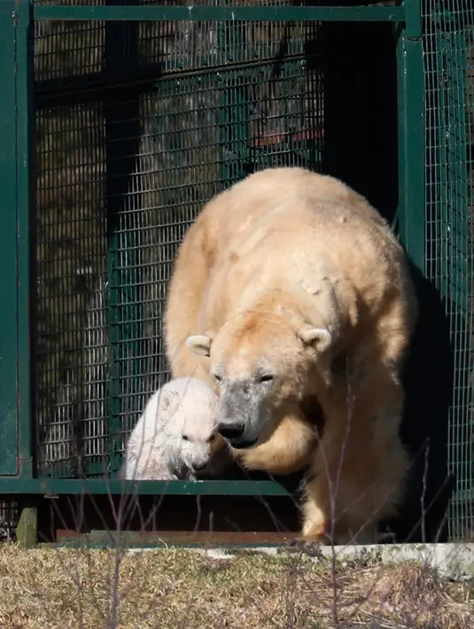 Seekor bayi beruang kutub bersama induknya mengitari kandang mereka di Highland Wildlife Park, Skotlandia, Inggris, Selasa (20/3). Bayi  beruang kutub itu diketahui lahir satu pekan sebelum Natal. (Andrew Milligan/PA via AP)