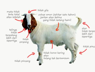 Banyaknya penjual kambing kurban menjelang Idul Adha membuat anda harus pandai-pandai memilih kambing yang sehat. Berikut ini ada 6 tips untuk anda (Istimewa)