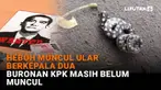 Mulai dari heboh muncul ular berkepala dua hingga buronan KPK masih belum muncul, berikut sejumlah berita menarik News Flash Liputan6.com.