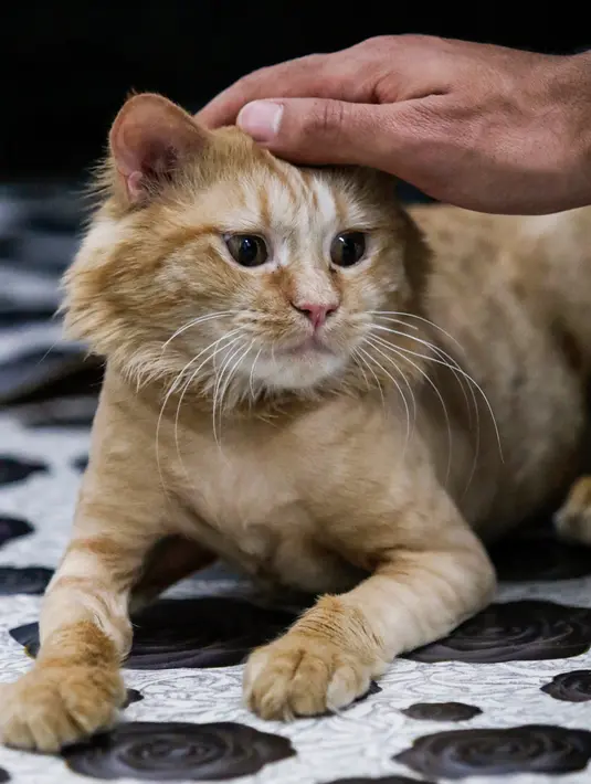 Seekor kucing menginap di sebuah hotel khusus kucing di Basra, Irak, 28 Maret 2018. Kucing-kucing tersebut bisa menikmati tempat tidur, makan setiap hari, cek kesehatan dan sebuah ruang bermain mini. (HAIDAR MOHAMMED ALI/AFP)