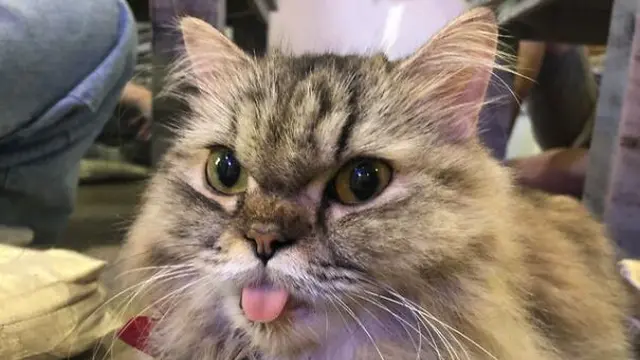 7 Potret Lucu Kucing saat Julurkan Lidahnya Ini Gemas Banget