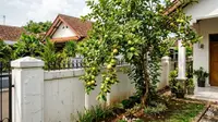 14 Pohon Buah yang Aman Ditanam di Rumah Tanpa Merusak Atap