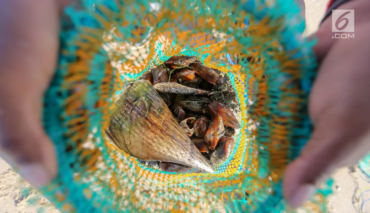 Warga menunjukkan kerang laut hasil tangkapan di pesisir pantai Pulau Pasir, Lombok Timur, Sabtu (3/8/2019). Mereka menangkap kerang untuk dikonsumsi dengan menggunakan alat sederhana yang dibuat dengan besi menyerupai garpu. (Liputan6.com/Fery Pradolo)