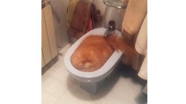 6 Potret Hewan Buang Air Besar di Toilet Ini Bikin Tepuk Jidat