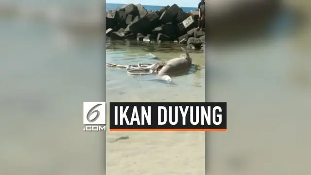 Warga Papua Barat temukan dua bangkai ikan duyung yang terdampar di Pantai Abasi. Belum diketahui apa penyebab ikan duyung mati.