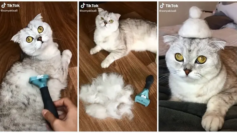 Bikin Gemas, Kucing Pakai Topi yang Terbuat dari Bulunya Sendiri