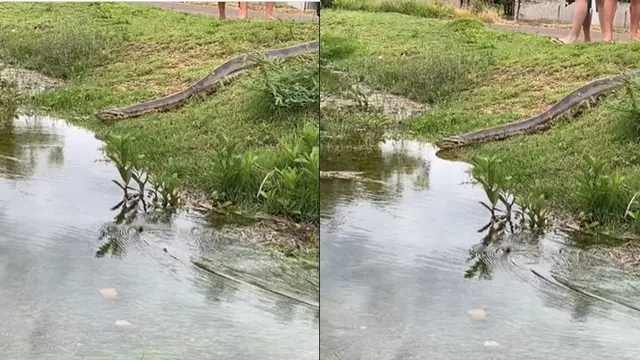 Video Munculnya Ular Anaconda Jumbo di Pemukiman Ini Penampakannya Bikin Ngeri