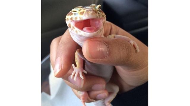 Potret 7 Hewan Selfie Ini Menggemaskan, Narsisnya Kebangetan