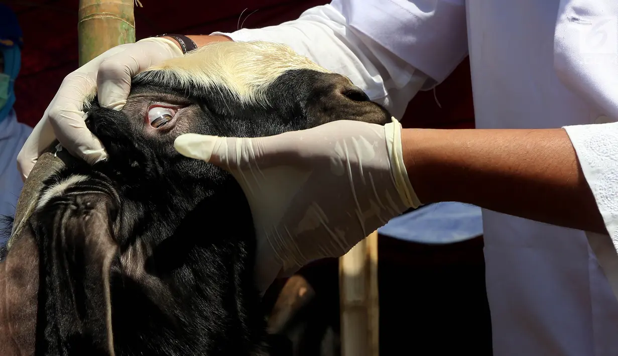 Petugas memeriksa mata hewan kurban kambing di Jakarta, Jumat (24/8). Kambing dan sapi yang di jual di periksa untuk memastikan kesehatan dan kelayakan untuk dijadikan hewan kurban. (Liputan6.com/Johan Tallo)