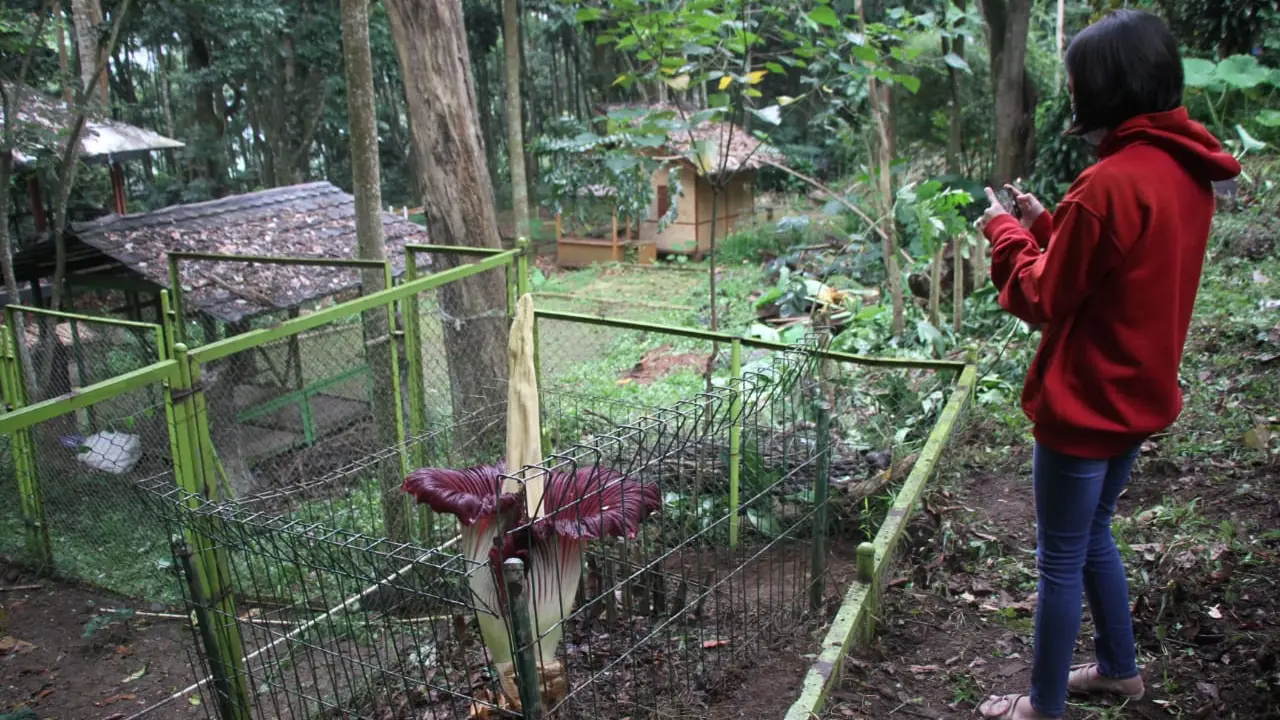 Bunga Bangkai