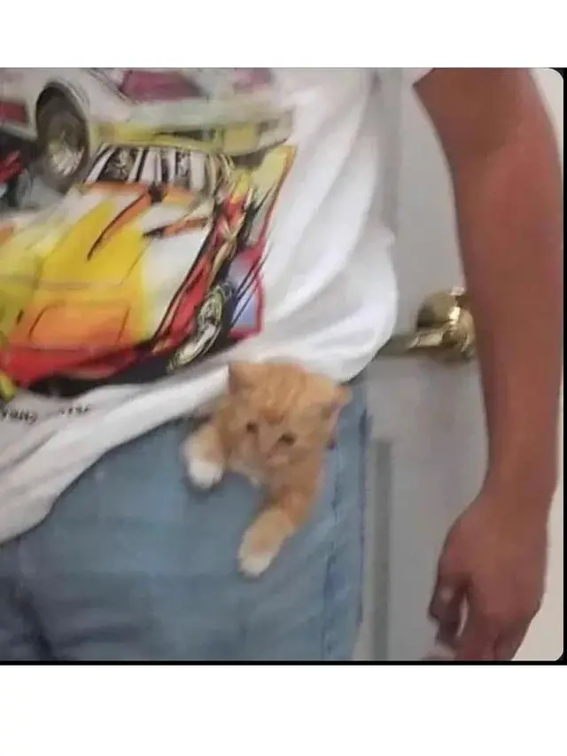 Potret 6 Anak Kucing Masuk Saku Kantong Baju dan Celana Ini Bikin Gemas