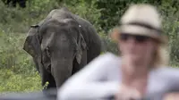 Seekor gajah Asia terlihat di Taman Nasional Minneriya di Sri Lanka tengah utara (17/5). Taman ini merupakan tempat wisata yang populer untuk melihat gajah liar Asia berkumpul di lahan terbuka. (AFP Photo/Alex Ogle)