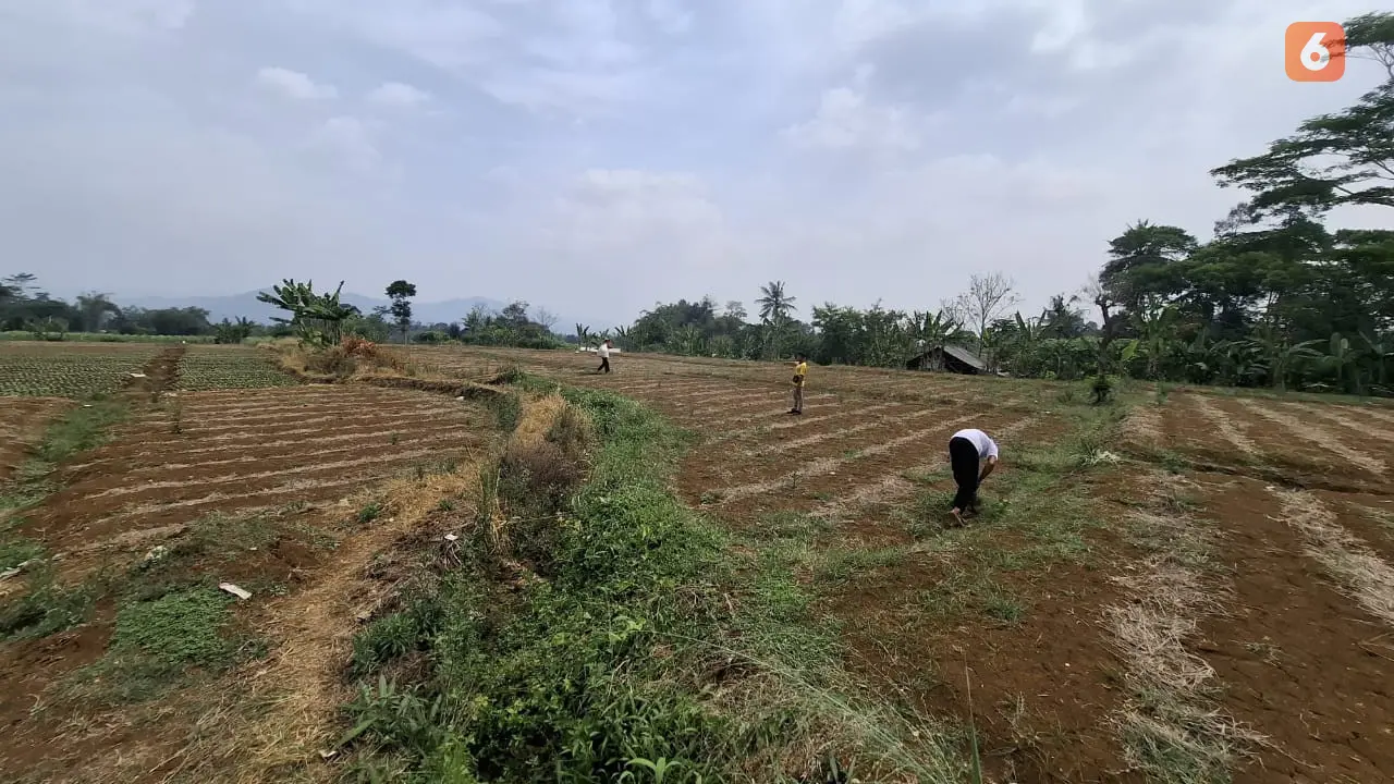Lahan pertanian kekeringan, petani terancam gagal panen di Kecamatan Kebonpedes Kabupaten Sukabumi (Liputan6.com/Fira Syahrin).