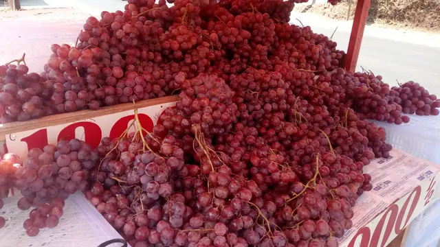 Buah anggur asal Cina di Garut