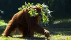 Orangutan bernama Elze berjalan di Biopark of Rio selama tur media di Rio de Janeiro, Brasil, Kamis (18/3/2021). Biopark of Rio ditutup untuk umum selama renovasi mengubah kebun binatang kota tersebut menjadi pusat konservasi keanekaragaman hayati. (AP Photo/Bruna Prado)