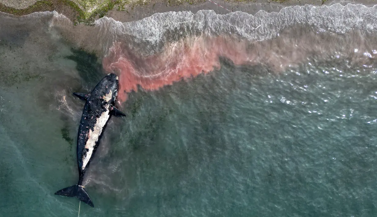 Seekor paus mati ditarik dari pantai dekat Puerto Madryn, Argentina, Selasa (4/10/2022). Ilmuwan berpikir penyebab kematian mamalia ini disebabkan mikroalga, mikroorganisme bersel satu yang sangat banyak dijumpai di perairan besar. (AP Photo/Maxi Jonas)